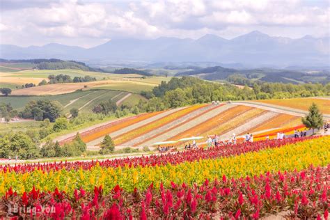 寧靜場所|【北海道富良野景點】森林精靈露台一日遊：夏天白天。